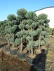 Tuja Szmaragd z bryłką 100-180cm. sadzenie - 4