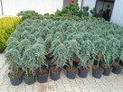 Tuja Szmaragd z bryłką 100-180cm. sadzenie - 14
