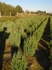 Tuja Szmaragd z bryłką 100-180cm. sadzenie - 7