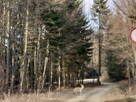 nocleg, pokoje, góry, beskidy, jezioro, ferie, kwatery, - 6