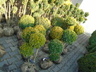 Tuja Szmaragd z bryłką 100-180cm. sadzenie - 15