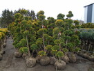 Tuja Szmaragd z bryłką 100-180cm. sadzenie - 13