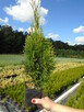Tuja Szmaragd z bryłką 100-180cm. sadzenie - 8