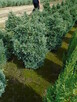 Tuja Szmaragd z bryłką 100-180cm. sadzenie - 12