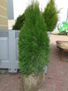 Tuja Szmaragd z bryłką 100-180cm. sadzenie - 3