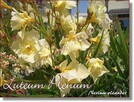 Okeander Luteum Plenum o Pełnych Pachnących Kwiatach - 6