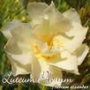 Okeander Luteum Plenum o Pełnych Pachnących Kwiatach - 5