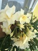 Okeander Luteum Plenum o Pełnych Pachnących Kwiatach - 14