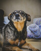 Holly nie radzi sobie w schronisku! Adoptuj! - 2