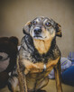 Holly nie radzi sobie w schronisku! Adoptuj! - 3