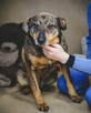 Holly nie radzi sobie w schronisku! Adoptuj! - 5