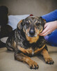 Holly nie radzi sobie w schronisku! Adoptuj! - 7