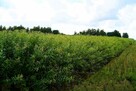 Wiklina zielona wykoszona bez gradu i robaka Dobra jakość - 3