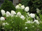 P9 hortensja bukietowa grandiflora - 1