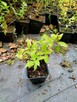 P9 hortensja bukietowa grandiflora - 3