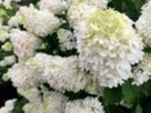 P9 hortensja bukietowa grandiflora - 2