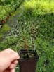 P9 sosna armanda pinus armandii - 2