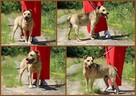 Adoptuj przyjaciela na całe życie, super psiak czeka - 4