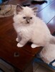 Kocięta Ragdoll z rodowodem - 4