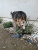 Nowel poleca się do adopcji
