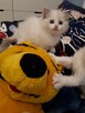 Kocięta Ragdoll z rodowodem - 6