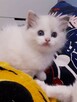 Kocięta Ragdoll z rodowodem - 5
