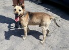 Adoptuj przyjaciela na całe życie, super psiak czeka - 2