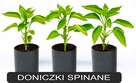 Pierścienie CYLINDRYCZNE DONICZKi spinane 22/22 - 4