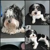 Groomer, Salon pielęgnacji psów, Psi fryzjer - 2