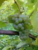 Winogrona na czerwone i białe wino. Winorośl sadzonki - 2