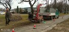 Wycinka drzew i prace ogrodowe- Zgierz i okolice. BanGarden - 6