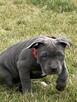 American bully standard ABKC szczeniaki - 4