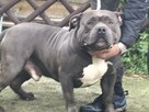 American bully standard ABKC szczeniaki - 12