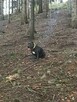 American bully standard ABKC szczeniaki - 7