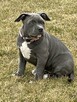 American bully standard ABKC szczeniaki - 1