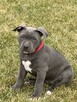 American bully standard ABKC szczeniaki - 5