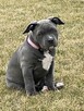 American bully standard ABKC szczeniaki - 3