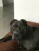 American bully standard ABKC szczeniaki - 8