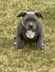 American bully standard ABKC szczeniaki - 2