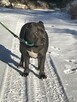 American bully standard ABKC szczeniaki - 10