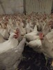 Sprzedam kury nioski Novogen Tindet 21 tyg. - 2