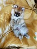 Zabawne i śliczne szczenięta Pomeranian (Szpic Miniaturowy) - 3