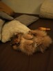 Zabawne i śliczne szczenięta Pomeranian (Szpic Miniaturowy) - 5