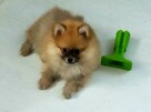 Zabawne i śliczne szczenięta Pomeranian (Szpic Miniaturowy) - 6