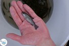 Narybek karp amur tołpyga(węgorz lin sum sandacz jesiotr