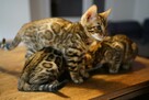 Piękne rodowodowe kocięta bengalskie - 8