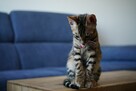 Piękne rodowodowe kocięta bengalskie - 4