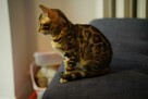 Piękne rodowodowe kocięta bengalskie - 3