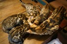 Piękne rodowodowe kocięta bengalskie - 6