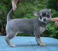 Chihuahua krótkowłose czekoladowe, niebieskie (FCI)